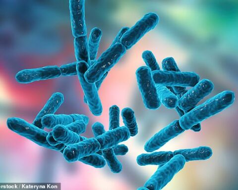 Probiotyki zwiększają wchłanianie aminokwasów z białka roślinnego